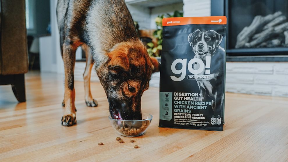 Dog eating Go! kibble from bowl