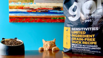 Ginger cat with paws on table with GO! SOLUTIONS kibble