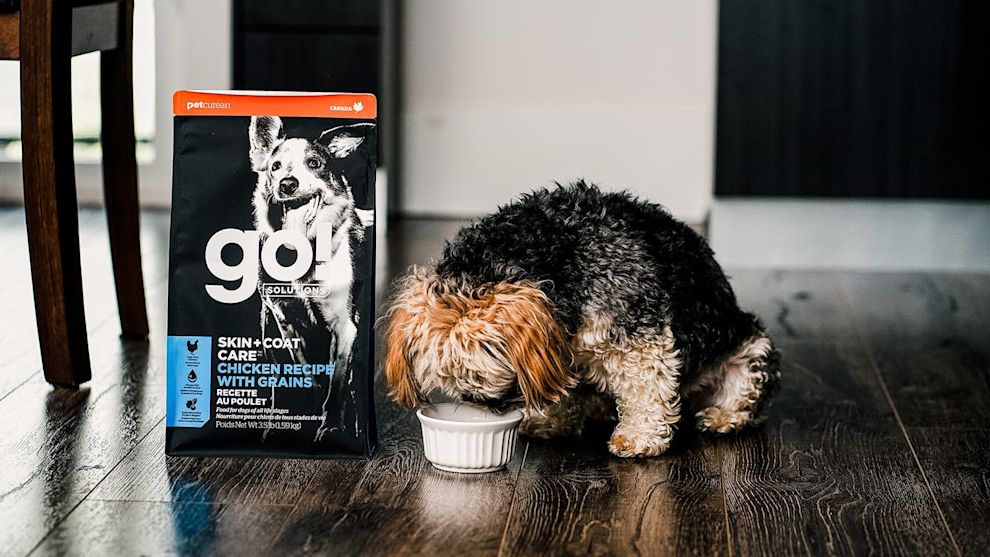 Small breed dog eating GO! SOLUTIONS SKIN + COAT CARE Chicken Recipe with Grains dry food