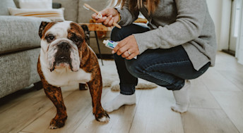 English Bulldog with owner holding toothbrush and toothpaste