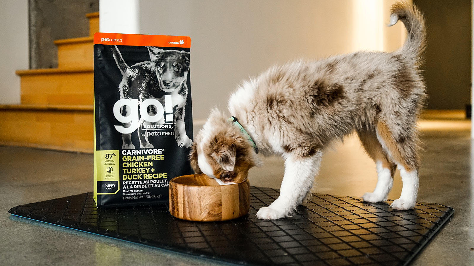 GO! SOLUTIONS CARNIVORE GrainFree Chicken, Turkey + Duck Recipe for