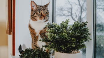 Cat on window sill with artificial plants
