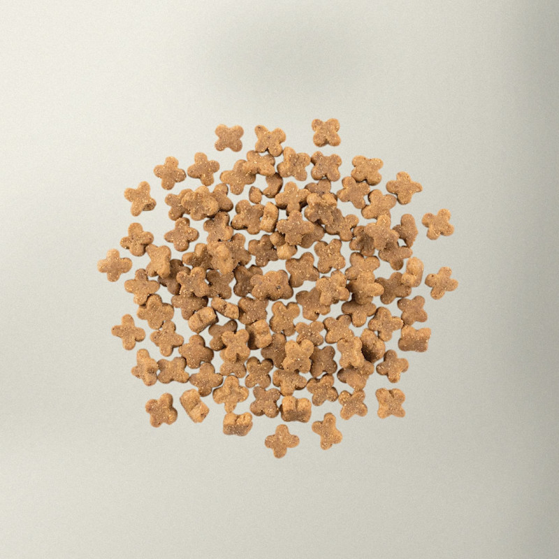 Now Fresh small breed fish dog food kibble