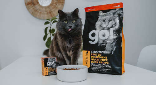 Grey cat with bowl of kibble and Go! Solutions wet food and dry food