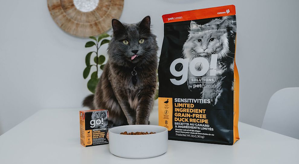 Grey cat with bowl of kibble and Go! Solutions wet food and dry food