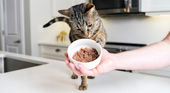 Cat pawing at bowl of wet cat food