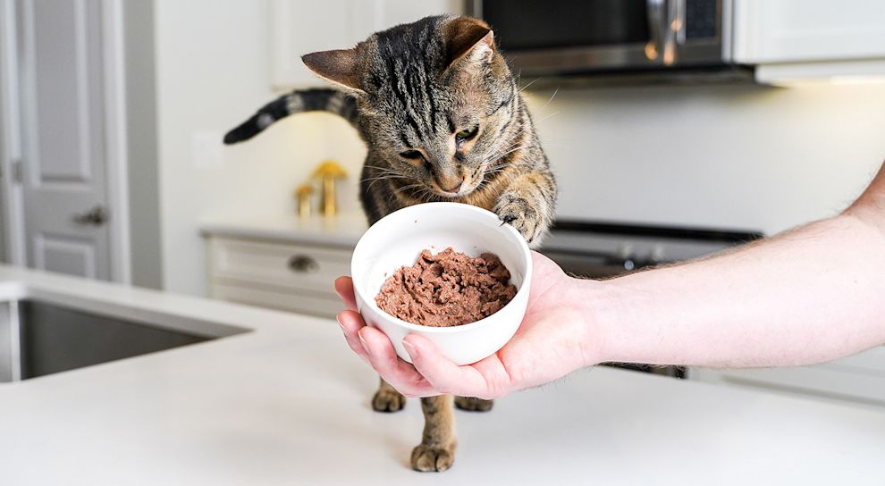 Cat pawing at bowl of wet cat food