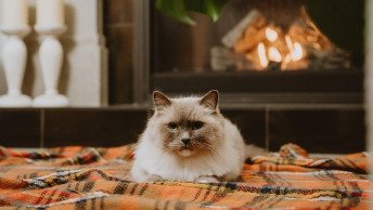 Himalayan cat laying in front of fireplace