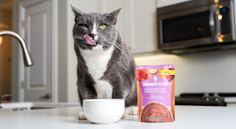 Cat licking lips eating Now Fresh Senior Tuna & Salmon Pâté wet cat food