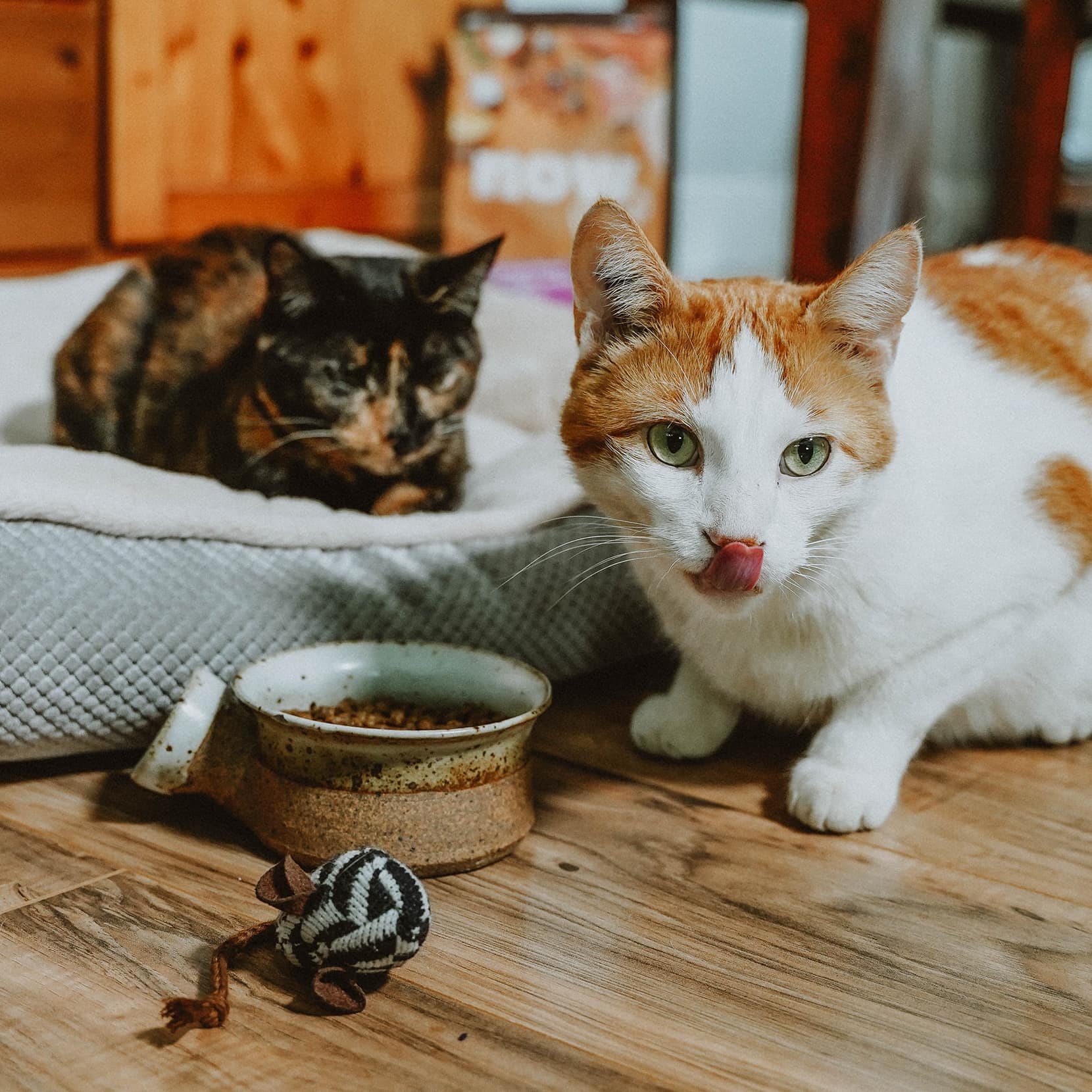 Two cats with bowl of kibble