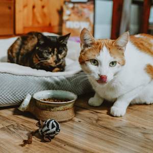 Two cats with bowl of kibble