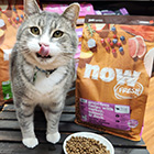 Cat licking lips next to bag of Now Fresh
