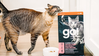 Tabby cat rubbing against bag of GO! SOLUTIONS CARNIVORE Grain-Free Salmon + Cod Recipe