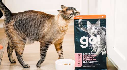 Tabby cat rubbing against bag of GO! SOLUTIONS CARNIVORE Grain-Free Salmon + Cod Recipe