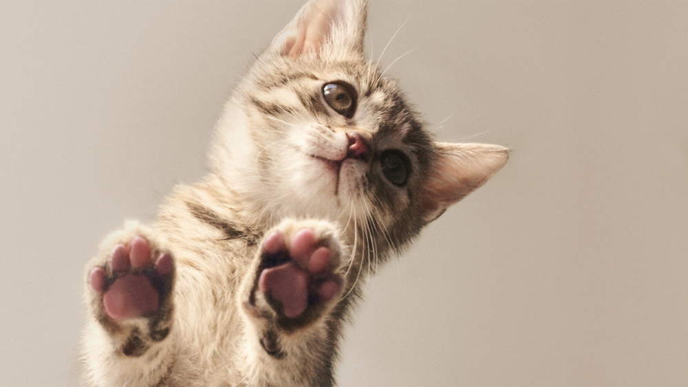 Tabby kitten with paws on glass