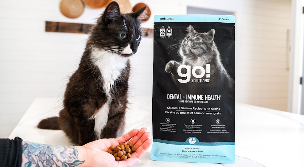 Cat with hand full of Go! Solutions Dental + Immune Health kibble