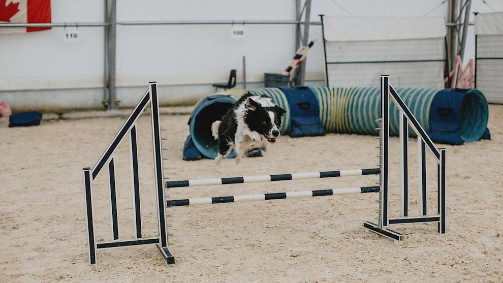 Dog leaping over barrier in agility course