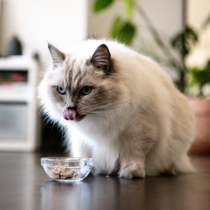 Blue-eyed cat licking wet food from bowl