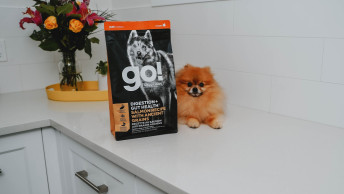 Pomeranian dog sitting on kitchen countertop beside GO! DIGESTION + GUT HEALTH recipe