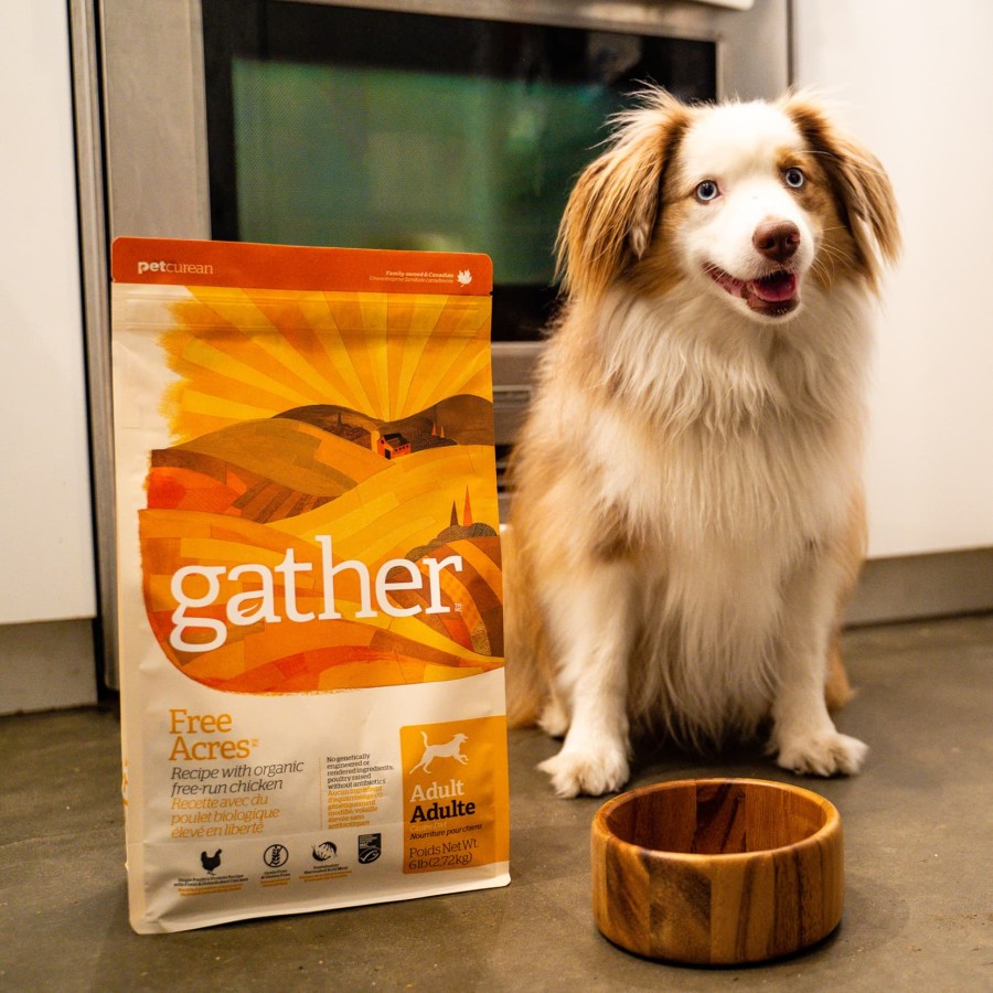 Dog with bowl and bag of Gather kibble