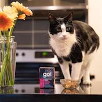 Black and white cat on kitchen counter with flowers eating GO! SOLUTIONS SKIN + COAT CARE Minced Chicken Recipe with Grains wet food