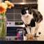 Black and white cat on kitchen counter with flowers eating GO! SOLUTIONS SKIN + COAT CARE Minced Chicken Recipe with Grains wet food