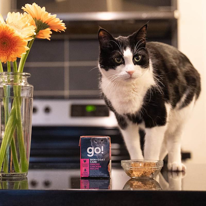 Black and white cat on kitchen counter with flowers eating GO! SOLUTIONS SKIN + COAT CARE Minced Chicken Recipe with Grains wet food