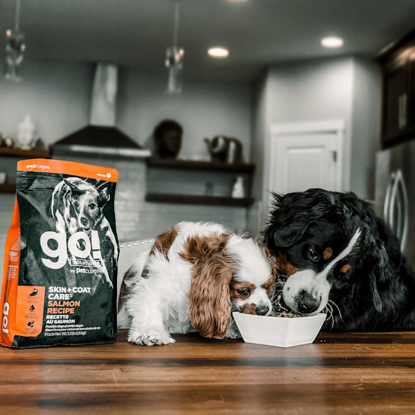 GO! Solutions Skin + Coat Care Salmon Recipe With Grains Dry Dog Food