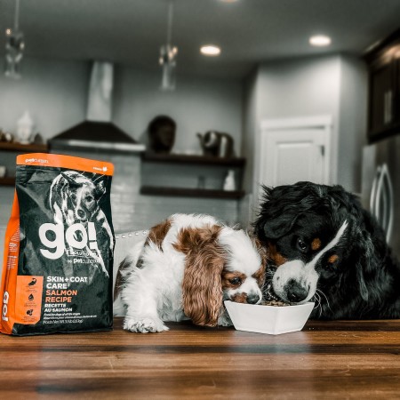 Cavalier King Charles Spaniel and Bernese Mountain Dog eating GO! SOLUTIONS SKIN + COAT CARE Salmon Recipe with Grains dry food at kitchen table