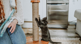 Black kitten scratching scratching post