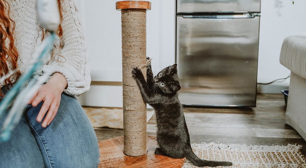 Black kitten scratching scratching post