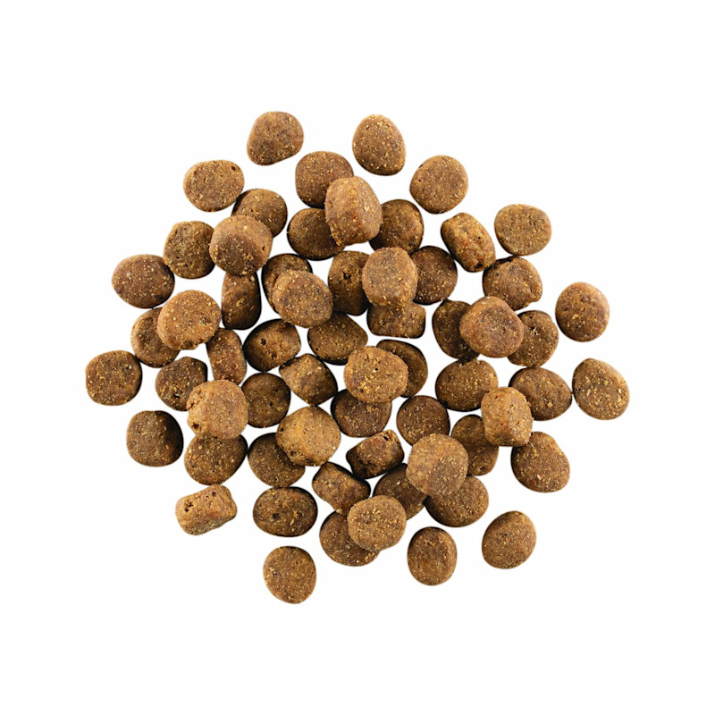 GO! SOLUTIONS CARNIVORE Grain-Free Salmon + Cod Recipe for Dogs kibble