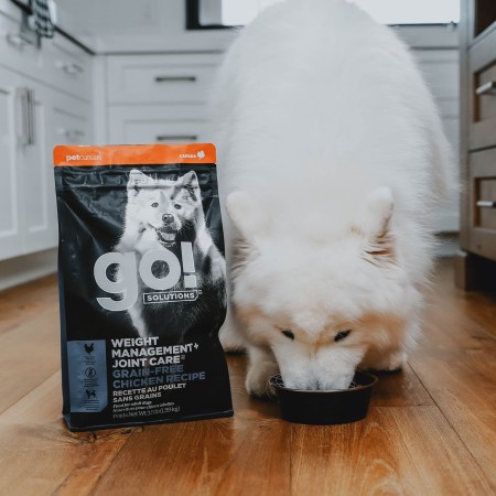 Samoyed dog eating from bowl beside bag of GO! SOLUTIONS WEIGHT MANAGEMENT + JOINT CARE kibble