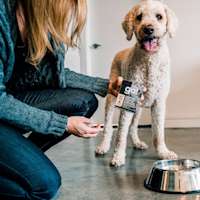 Standard Poodle with owner holding GO! SOLUTIONS CARNIVORE Grain-Free Shredded Lamb + Wild Boar Recipe for Dogs Tetra Pak