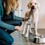 Standard Poodle with owner holding GO! SOLUTIONS CARNIVORE Grain-Free Shredded Lamb + Wild Boar Recipe for Dogs Tetra Pak