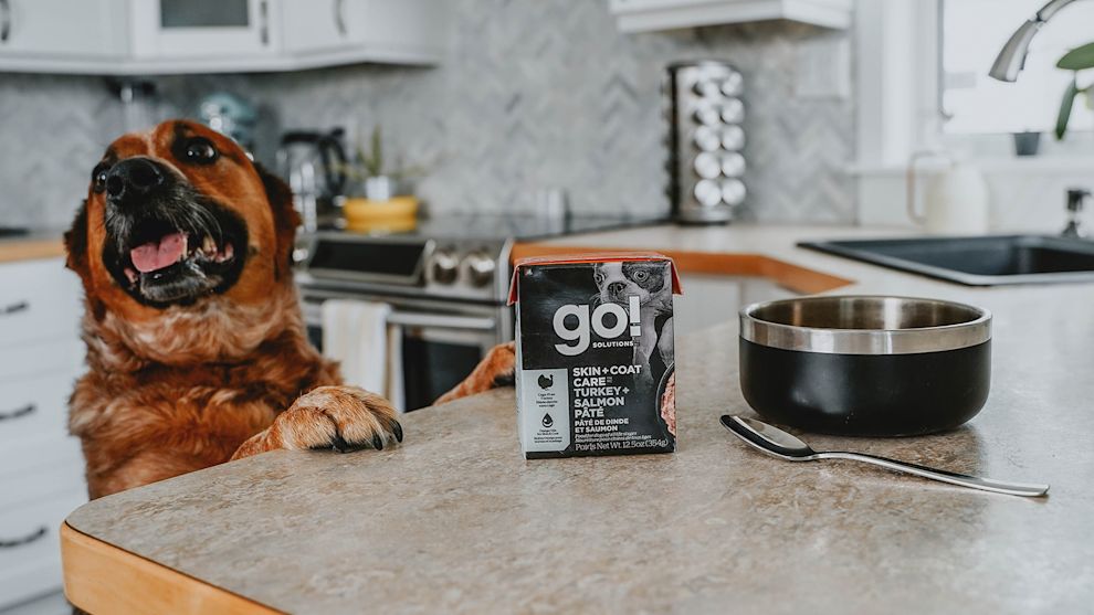 Dog with paws up on counter and Go! Solutions wet food Tetra
