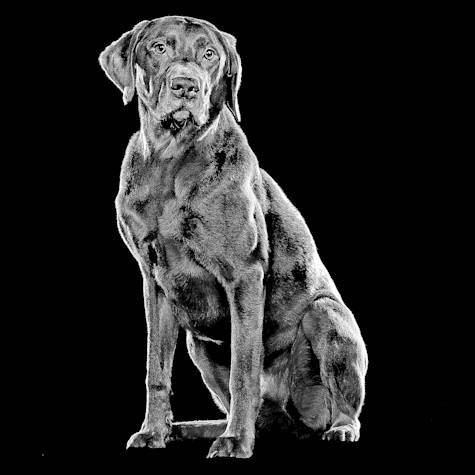 Labrador dog sitting against black background