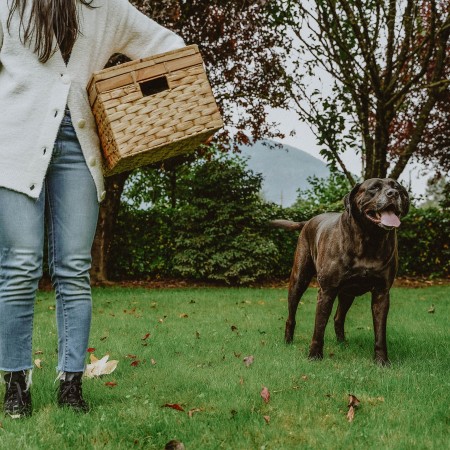 Woman carrying a picnic basket with senior chocolate Lab dog on the grass