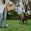 Woman carrying a picnic basket with senior chocolate Lab dog on the grass