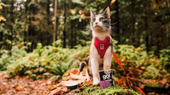 Cat on leash in forest with Go! Solutions wet food Tetra