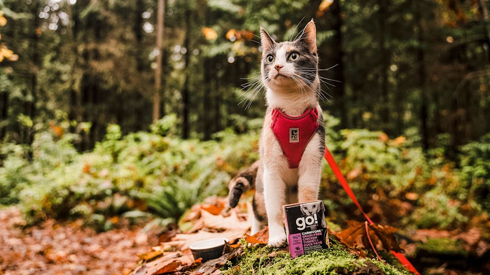 Cat on leash in forest with Go! Solutions wet food Tetra