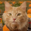 Ginger cat in pumpkin patch