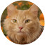 Ginger cat in pumpkin patch