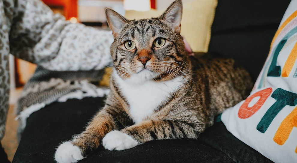Tabby cat laying on couch being pet