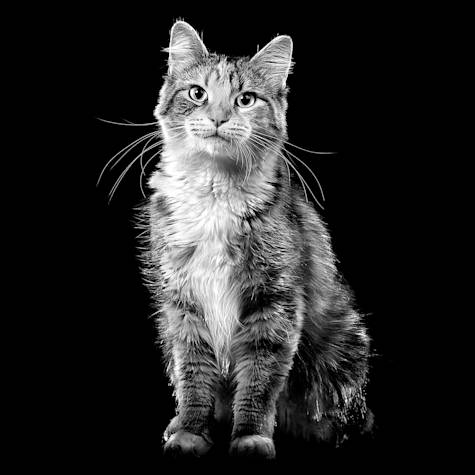 Cat sitting looking at camera