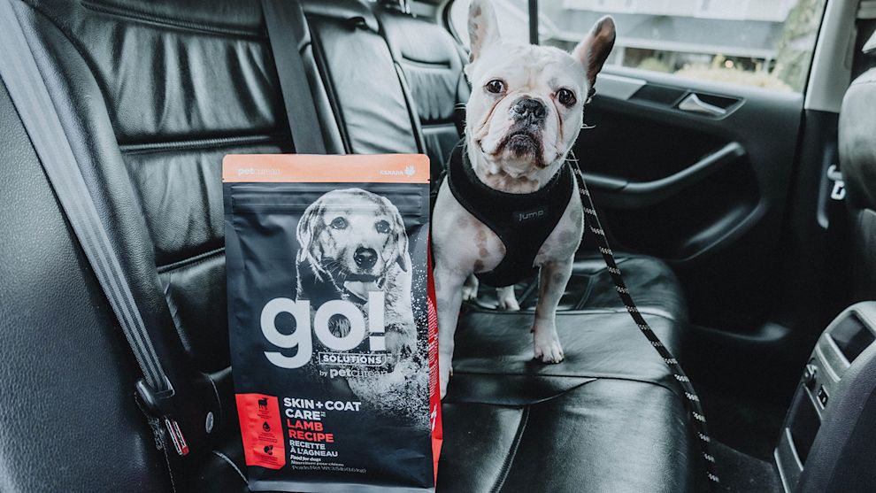 Dog in car with bag of Go! Solutions