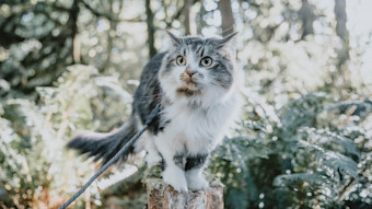 Cat on leash hiking on log