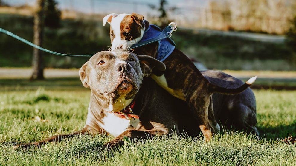 Puppy playing with Pitbull in grass