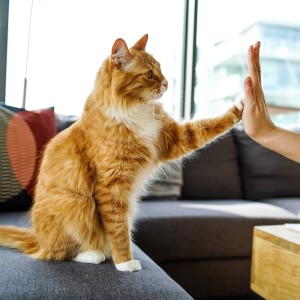 Orange tabby cat high-fiving owner