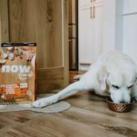 Labrador Retriever dog eating NOW FRESH kibble from bowl